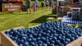 Crowds and ripe berries mark Wild Blueberry Weekend at Dresden farm