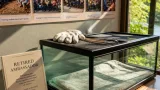 Elvis the kingsnake retires after nearly two decades as Mississippi museum ambassador