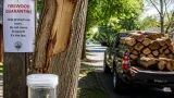 Emerald ash borer found near Vancouver; state imposes firewood quarantine