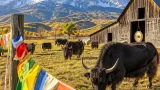 In Ridgway, a Colorado ranch has become an unlikely center for American yak husbandry