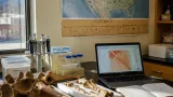 New genetic study, aided by UW collections, reshapes understanding of bison history