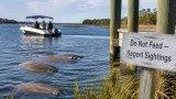 Warm waters draw Florida manatees into South Carolina; officials urge caution and reporting