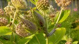 Why orange-and-black milkweed visitors are nothing to fear in Pennsylvania gardens