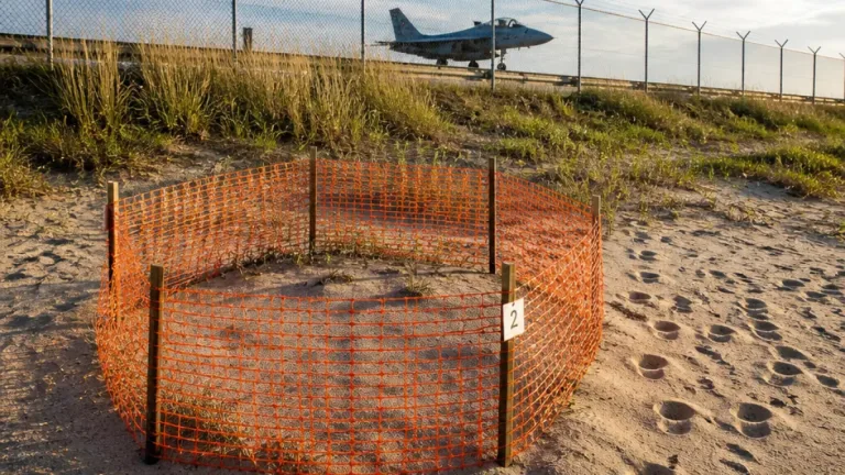 Leatherback sea turtle lays first recorded nest on Virginia coast at NAS Oceana