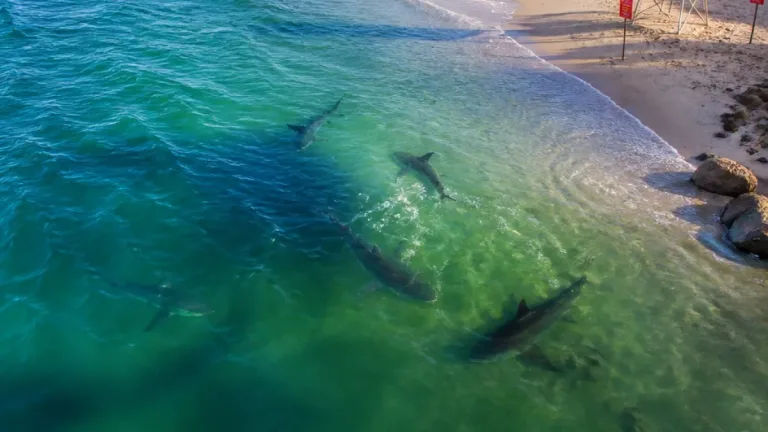 Multiple great white sharks seen near Pine Point Beach; officials urge caution